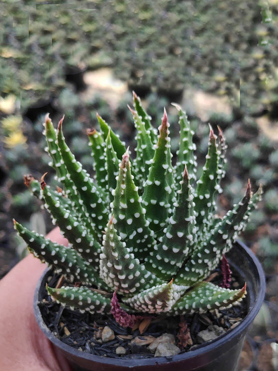 Haworthia Coarctata Plant or Frosted claw, Zebra Wart,Haworthia Reinwardtii with White spotted, Green coloured leaves and Pinkish white coloured flower 