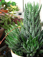 Haworthia Coarctata