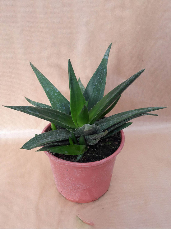 Haworthia Pentagona Plant or Starfish Flower with Green coloured leaves and White coloured flower 