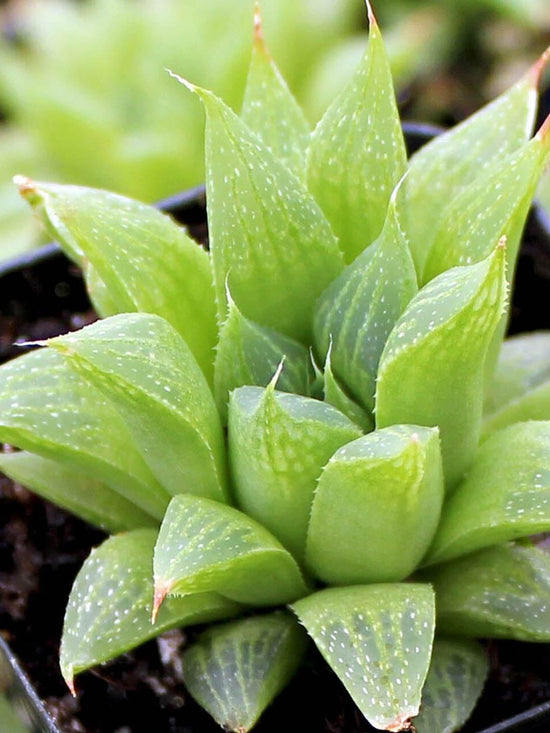 Haworthia Turgida Plant or Windowpane Plant with Green coloured leaves and White coloured flower 