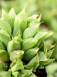 Haworthia Turgida