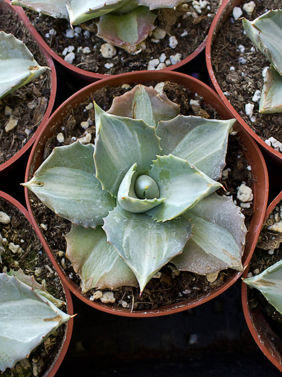 Agave Tropicana Plant or Orhi Razin Shirifukuri,Agave Isthmensis with Grey blue with white centre band coloured leaves and White coloured flower 