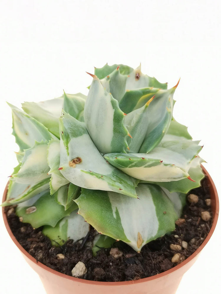 Agave Tropicana