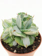Agave Tropicana
