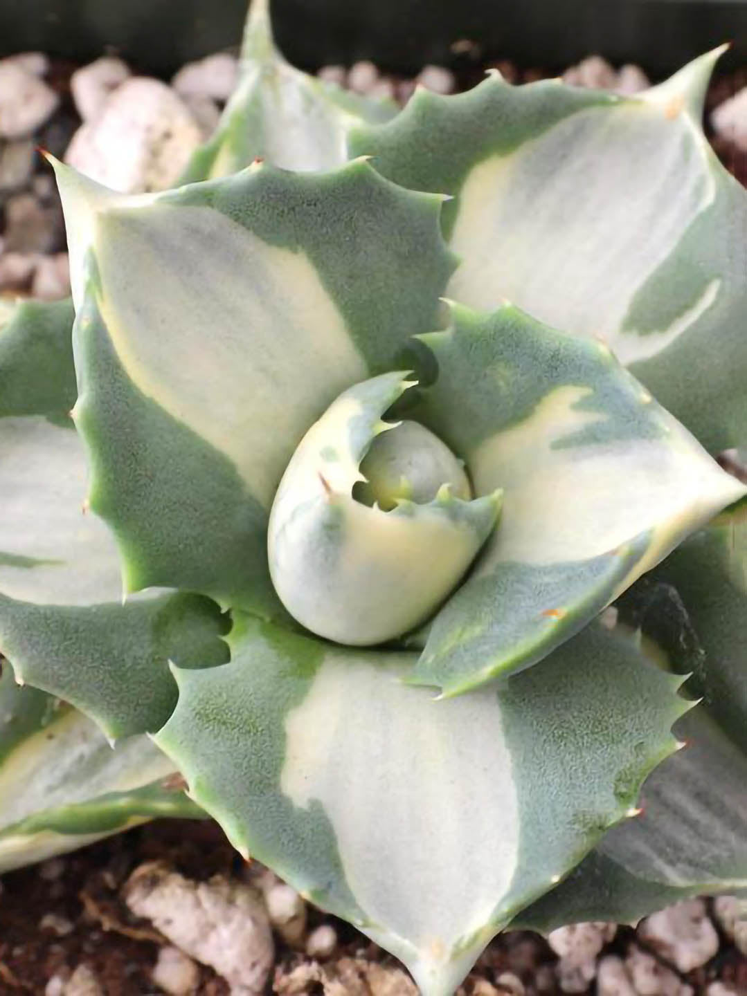 Agave Tropicana