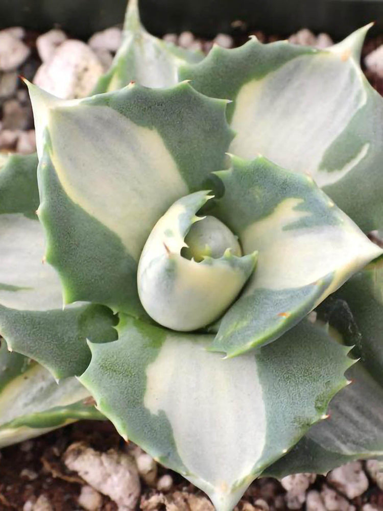 Agave Tropicana