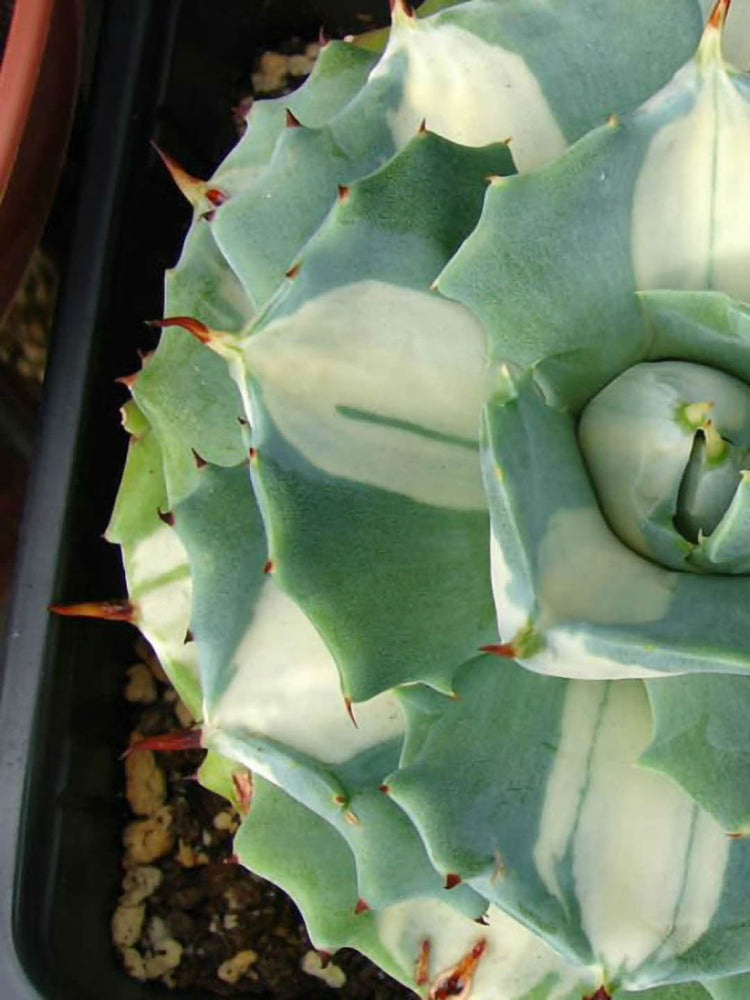 Agave Tropicana
