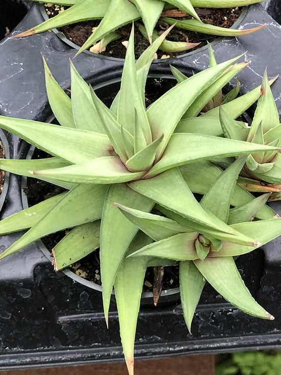 Haworthiopsis Limifolia Ubomboensis Plant or Aloe Vera Star,Haworthia Limifolia with Lime Green with Pik Hue coloured leaves and White coloured flower 