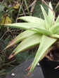 Haworthiopsis Limifolia Ubomboensis