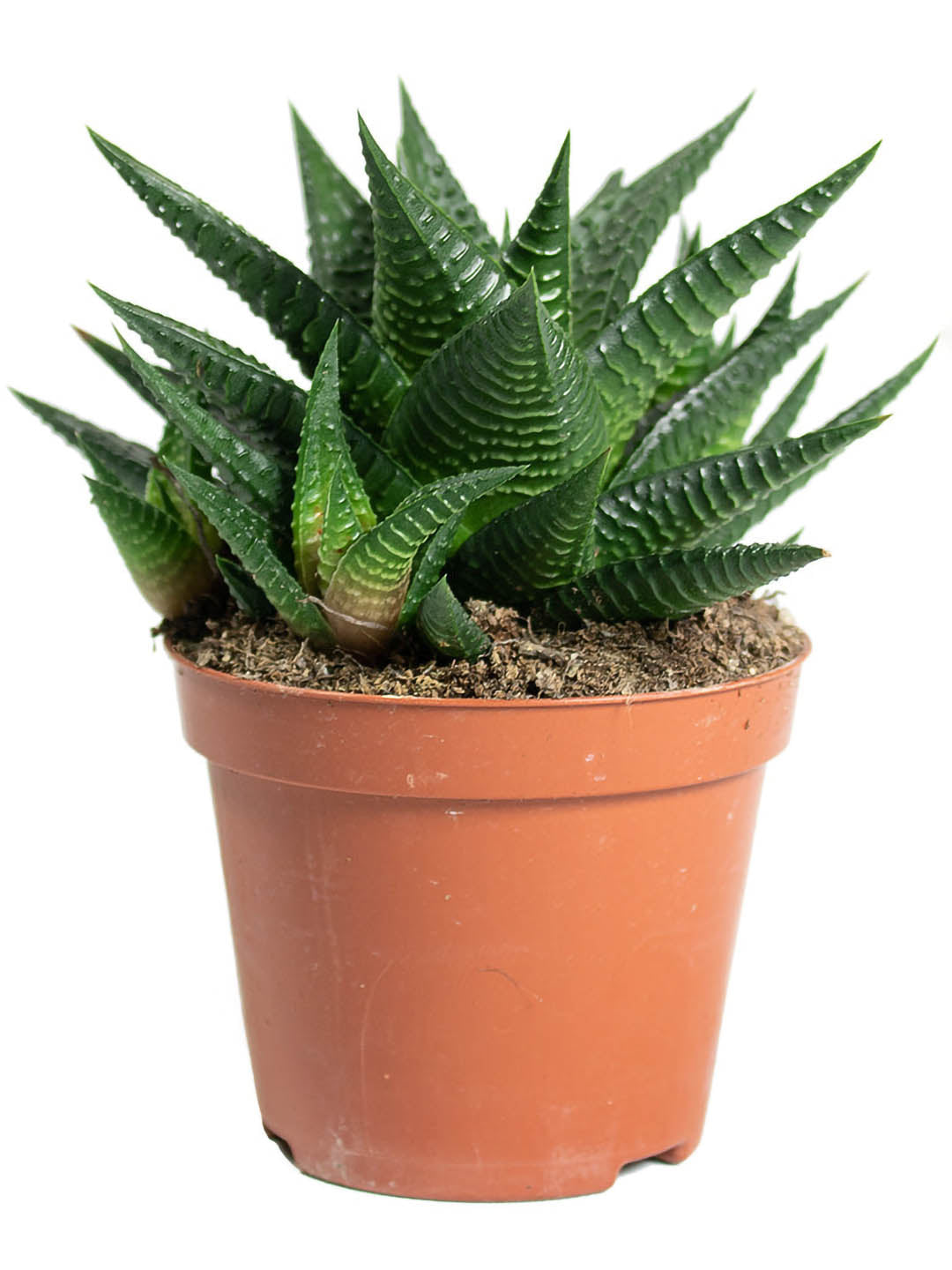 Haworthiopsis Limifolia Plant or White Fairy Washboard,Aloe Vera Star,Haworthia Limifolia with Dark Green coloured leaves and White coloured flower 