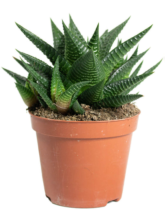 Haworthiopsis Limifolia Plant or White Fairy Washboard,Aloe Vera Star,Haworthia Limifolia with Dark Green coloured leaves and White coloured flower 