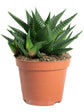 Haworthiopsis Limifolia Plant or White Fairy Washboard,Aloe Vera Star,Haworthia Limifolia with Dark Green coloured leaves and White coloured flower 