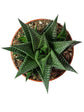 Haworthiopsis Limifolia