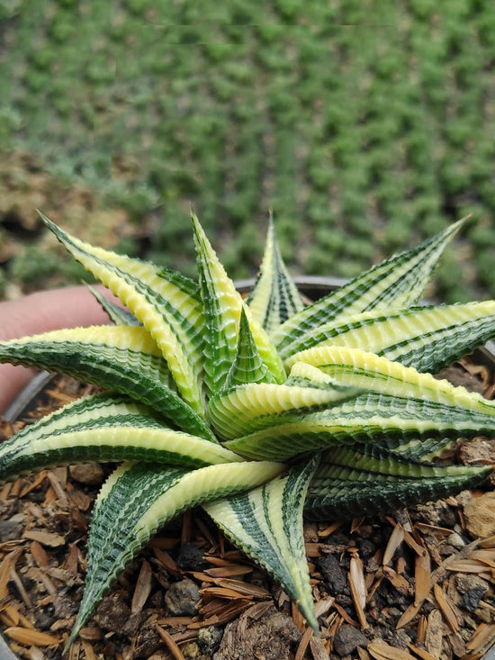 Haworthiopsis Limifolia Variegated Plant or Haworthia Limifolia with Yellow and Green coloured leaves and White coloured flower 