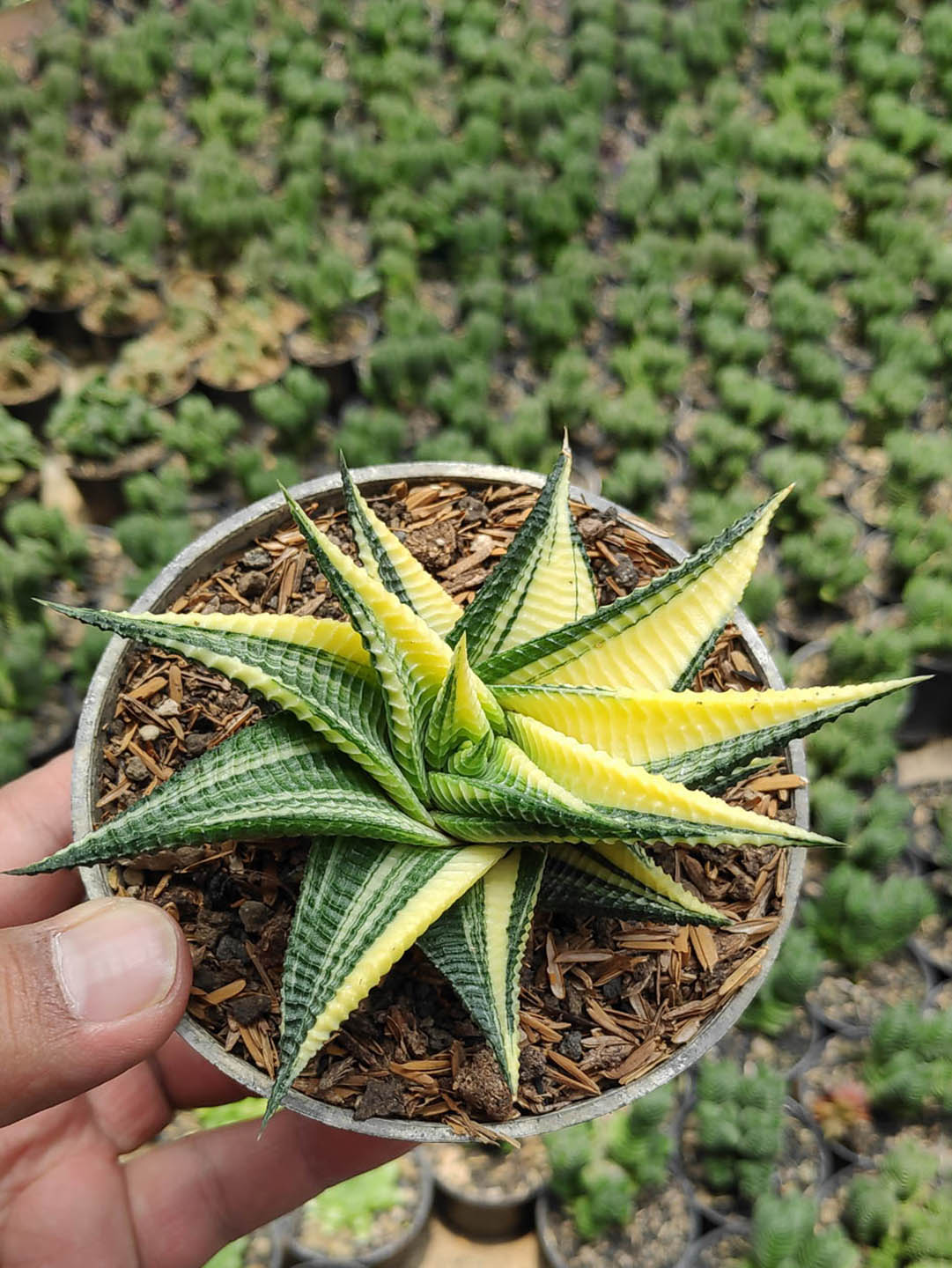 Haworthiopsis Limifolia Variegated