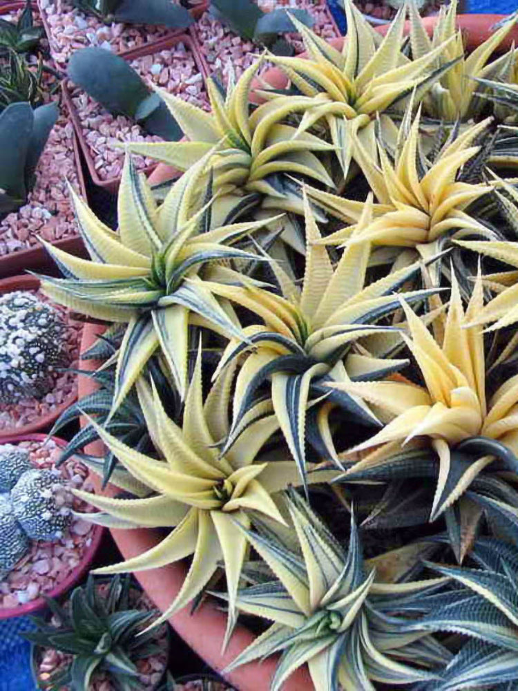 Haworthiopsis Limifolia Variegated