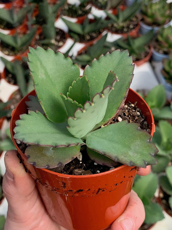Kalanchoe Daigremontiana Plant or Mother of Thousands, Mother of Millions with Green coloured leaves and Pink coloured flower 