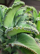 Kalanchoe Daigremontiana