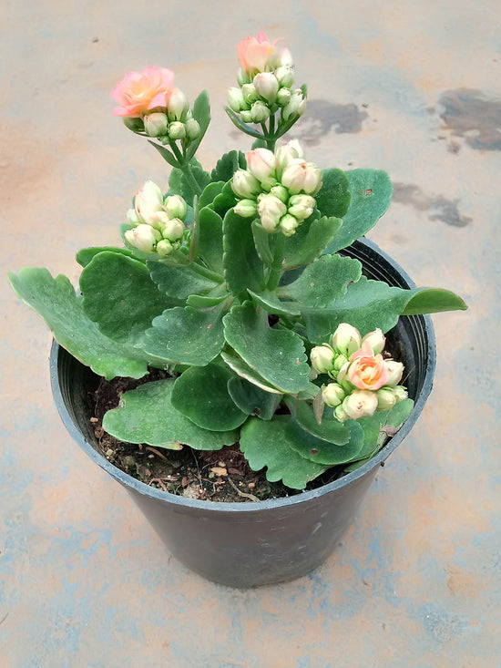 Kalanchoe Blossfeldiana Orange Plant or Flaming Katy, Christmas Kalanchoe, Florist kalanchoe with Green coloured leaves and Orange coloured flower 
