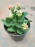 Kalanchoe Blossfeldiana Orange Plant or Flaming Katy, Christmas Kalanchoe, Florist kalanchoe with Green coloured leaves and Orange coloured flower 