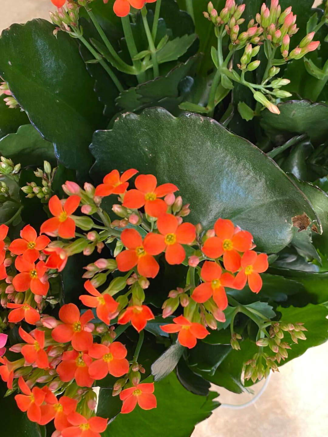 Kalanchoe Blossfeldiana Orange 