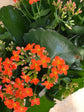 Kalanchoe Blossfeldiana Orange 