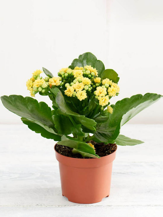 Kalanchoe Blossfeldiana Yellow Plant or Flaming Katy, Christmas Kalanchoe, Florist kalanchoe with Dark Green coloured leaves and Yellow coloured flower 