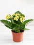 Kalanchoe Blossfeldiana Yellow Plant or Flaming Katy, Christmas Kalanchoe, Florist kalanchoe with Dark Green coloured leaves and Yellow coloured flower 