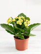 Kalanchoe Blossfeldiana Yellow Plant or Flaming Katy, Christmas Kalanchoe, Florist kalanchoe with Dark Green coloured leaves and Yellow coloured flower 