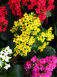 Kalanchoe Blossfeldiana Yellow 