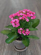 Kalanchoe Blossfeldiana Pink Plant or Flaming Katy, Christmas Kalanchoe, Florist kalanchoe with Dark Green coloured leaves and Pink coloured flower 