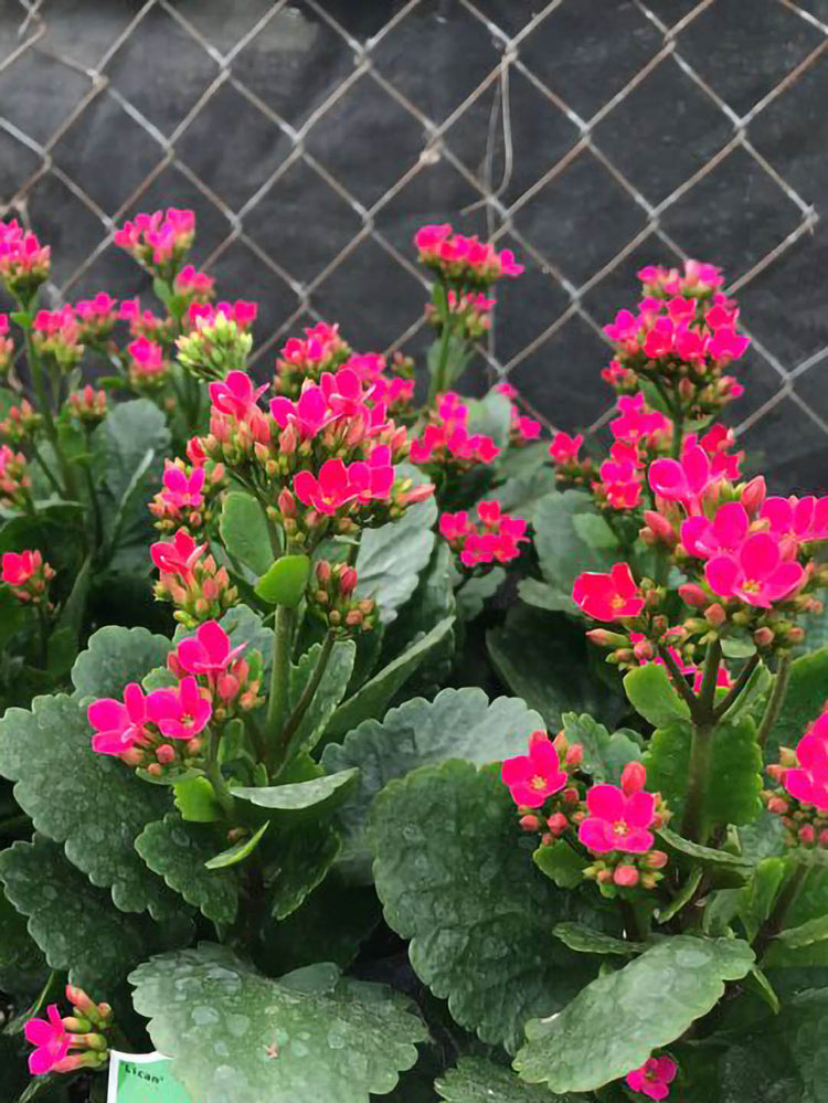 Kalanchoe Blossfeldiana Pink 