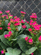 Kalanchoe Blossfeldiana Pink 