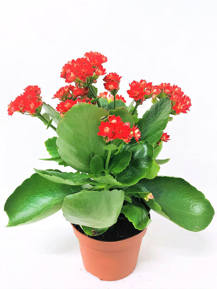 Kalanchoe Blossfeldiana Red Plant or Flaming Katy, Christmas Kalanchoe, Florist kalanchoe with Dark Green coloured leaves and Red coloured flower 