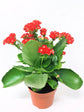 Kalanchoe Blossfeldiana Red Plant or Flaming Katy, Christmas Kalanchoe, Florist kalanchoe with Dark Green coloured leaves and Red coloured flower 