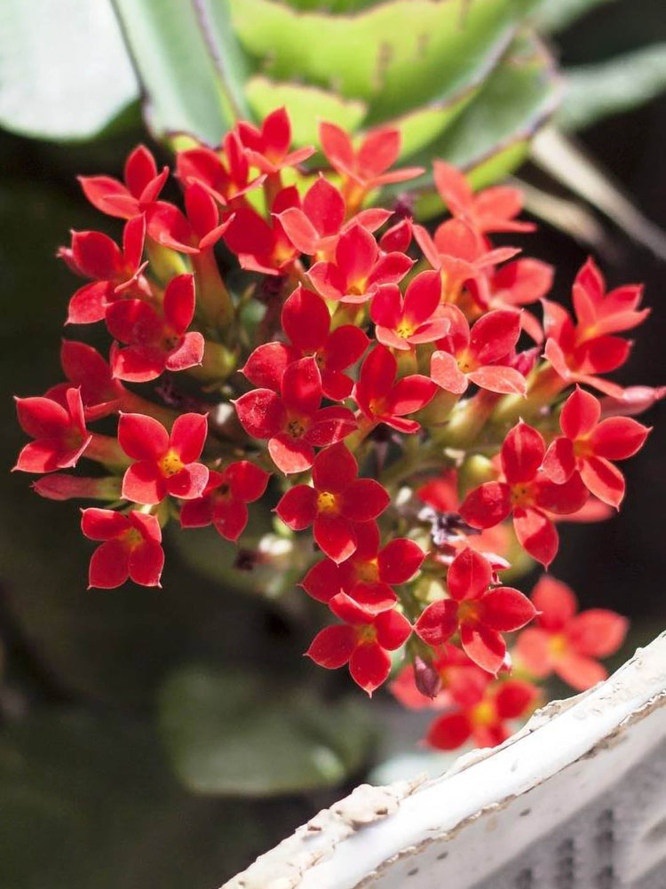 Kalanchoe Blossfeldiana Red 