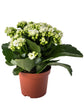 Kalanchoe Blossfeldiana White Plant or Flaming Katy, Christmas Kalanchoe, Florist Kalanchoe with Dark Green coloured leaves and White coloured flower 