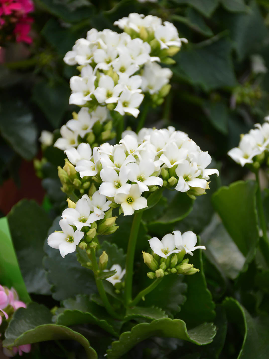 Kalanchoe Blossfeldiana White 