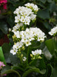 Kalanchoe Blossfeldiana White 