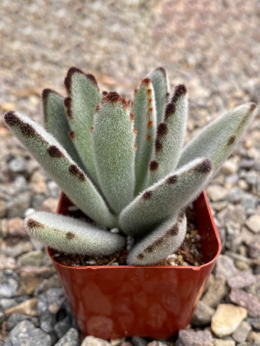Kalanchoe Tomentosa Plant or Panda Plant, Pussy Ears with Frost Green with Brown Spotted Edges coloured leaves and Scarlet Red coloured flower 