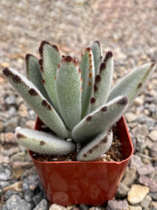 Kalanchoe Tomentosa Plant or Panda Plant, Pussy Ears with Frost Green with Brown Spotted Edges coloured leaves and Scarlet Red coloured flower 