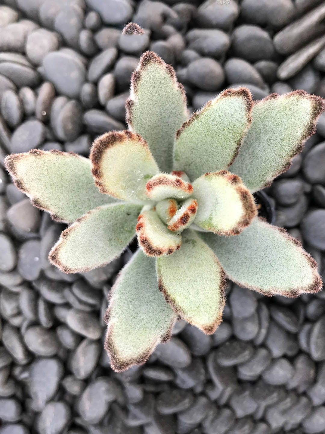 Kalanchoe Tomentosa