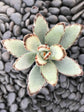 Kalanchoe Tomentosa