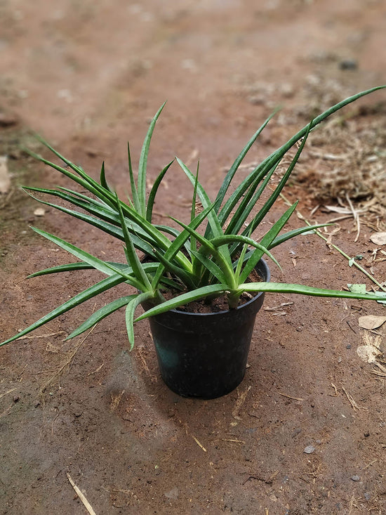 Agave Bad Hair Day Plant or Mangave with Green coloured leaves and Yellow coloured flower 