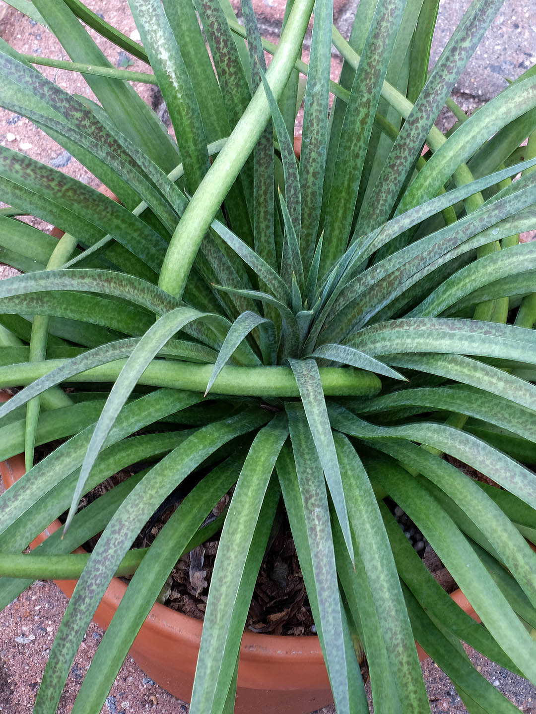 Agave Bad Hair Day 