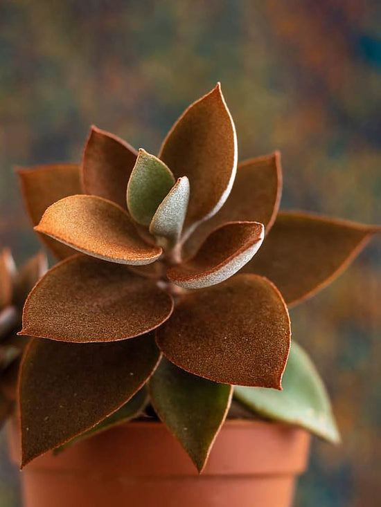 Kalanchoe Orgyalis Plant or Cooper Spoons with Greyish Bronze coloured leaves and Yellow coloured flower 