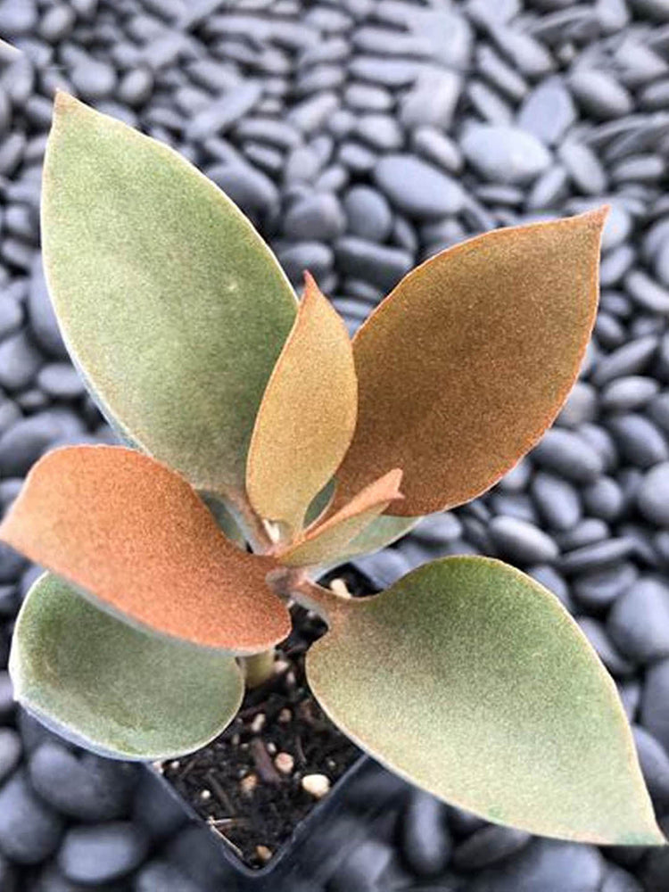 Kalanchoe Orgyalis