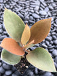 Kalanchoe Orgyalis