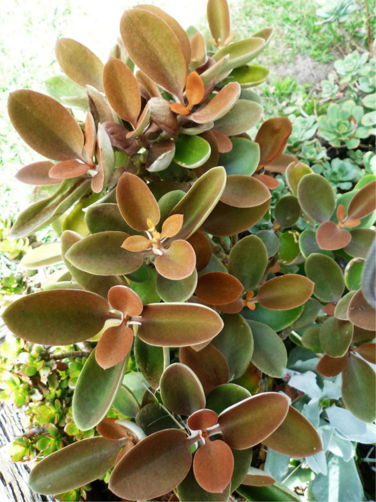 Kalanchoe Orgyalis