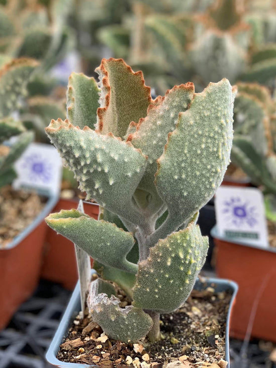 Kalanchoe Beharensis Fang Plant or Felt Bush, Donkey s Ear with Greenish with brown and Silver upper side coloured leaves and Yellow coloured flower 